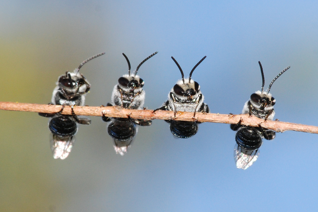 “Waking bees” by Kate Miranda 2011 CC BY-NC 2.0 “Waking bees” by Kate Miranda 2011 CC BY-NC 2.0