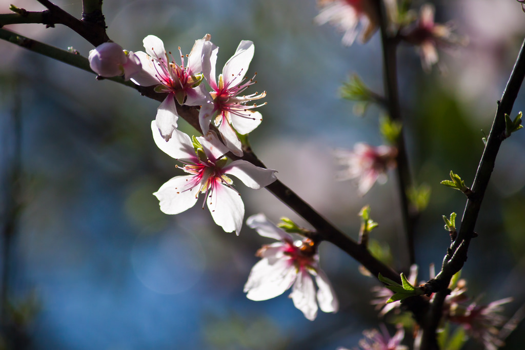 “Blossoms” by Theophilos Papadopoulos 2011 CC BY-NC-ND 2.0 “Blossoms” by Theophilos Papadopoulos 2011 CC BY-NC-ND 2.0